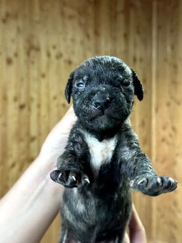 бульдоги: Щенки Канарского Дога (Presa Canario) С документами, прививками 8 — 10