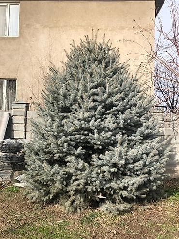 Садовая мебель: Саженцы деревьев: Ели — 1