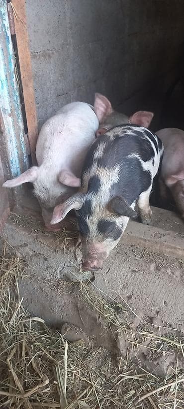 для зерна: Продаю | Поросенок | На забой — 1