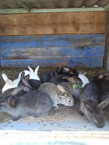 продаю кролов: Продаю | Крольчата | Для разведения | Племенные — 3