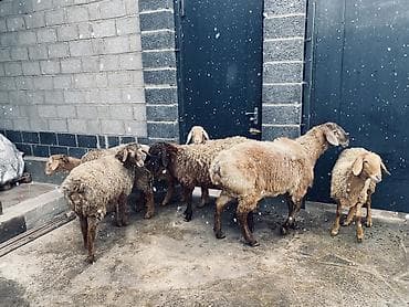 ветеринарный магазин: Продаю | Овца (самка) | Для разведения — 5