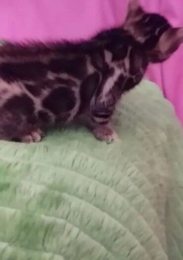 леопардовая кошка цена: Бенгальские котята !!! домашние. мини леопардики. Друзья у нас — 26