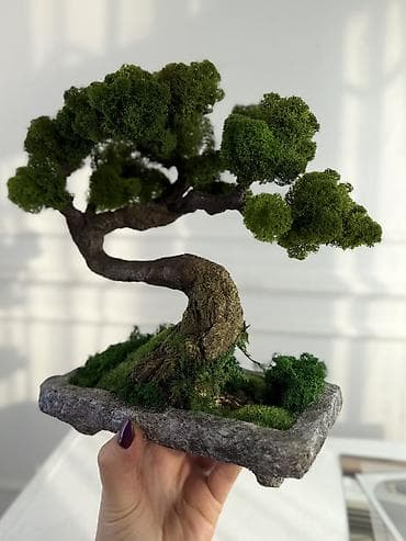 для цветов: Декоративные деревья бонсай с натуральным стабилизированным мхом — 1