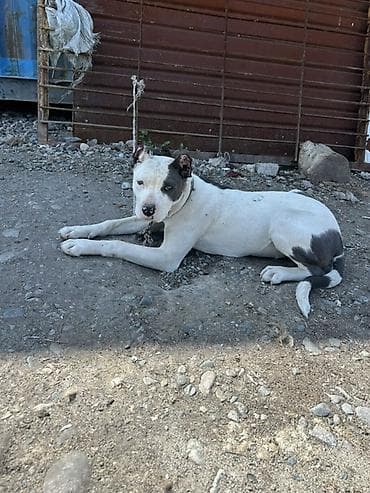 кошка манчкин: Собака даром: Питбуль, 5 месяцев, Самка, С прививкой — 2