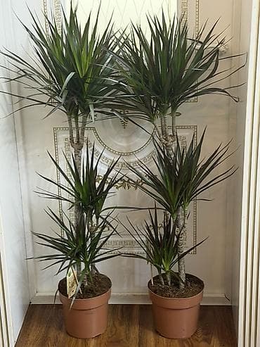 Драцена маргината в горшке - Эффектные комнатные деревца с