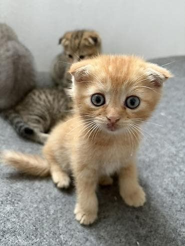 Мышыктар: Котята из одного помёта. Породы/тип: - Шотландские вислоухие (рыжие — 1