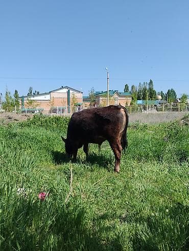 кошка домашний: Продаю | Бык (самец) | Полукровка | Для разведения | Привязанные — 1