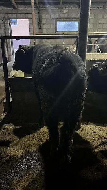 корм для поросят: Продаю | Бык (самец) | На откорм | Привязанные — 8