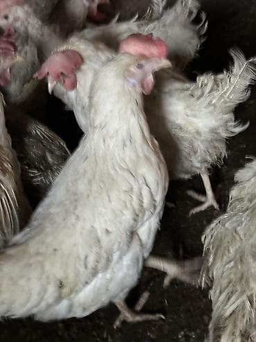 маленькие попугаи: Продаю несушек 300 голов 
1,5 года — 7