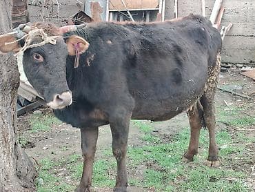 клевер белый: Продаю | Корова (самка) — 5