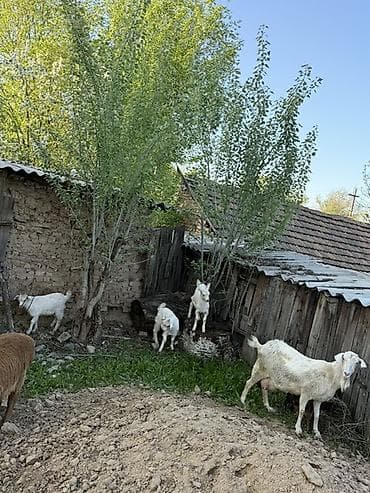 коровы молоко: Продаю | Козлёнок | Полукровка | Для молока | Осеменитель — 5