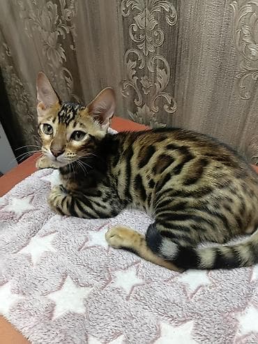 бенгальская кошка фото цена: Бенгальская, 3 месяца, Девочка, Золотая шиншилла, Приучена к лотку, Проглистована — 2
