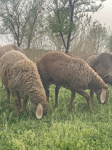 кой аштоо: Козу кочкорлор сатылат 10 баш оптом Адрес Сокулук баасы 22000мин — 4