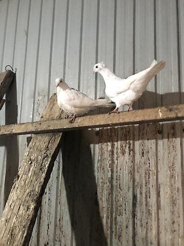 животные в зоомагазине: Продаю село беловоцк — 3