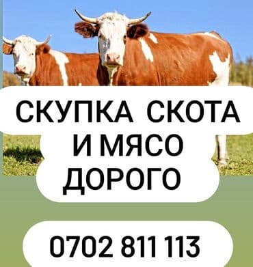 Куплю | Лошади, кони