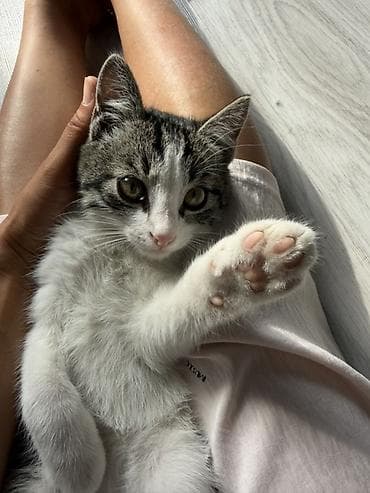 сиамская кошка даром: Кошка даром: Беспородная, 3 месяца, Мальчик — 1