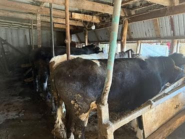 кролик баран: Продаю | Бык (самец) | Полукровка | На откорм | Привязанные — 5