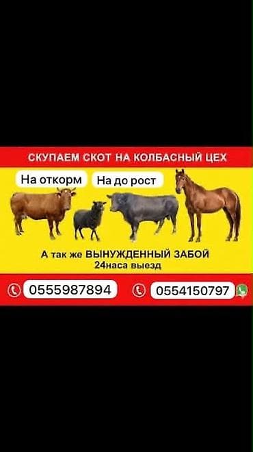 перевозка собак: Колбасный цех : Коровы, быки, | На откорм — 1