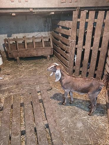 Продаю | Козлёнок | Нубийская | Для разведения | Племенные