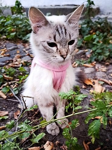 Кошки: Кошка даром: Сиамская, 1 год, Девочка — 3