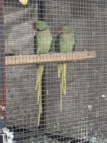 Александрийские/кольчато-шейные попугаи в просторной вольере