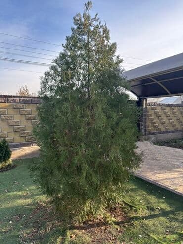 голубая ель саженцы: Туя западная (вероятно сорт Смарагд) – крупномер для сада и участка — 4