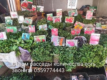 Рассада овощей из теплицы - Ассортимент: томат (крупноплодные — 3