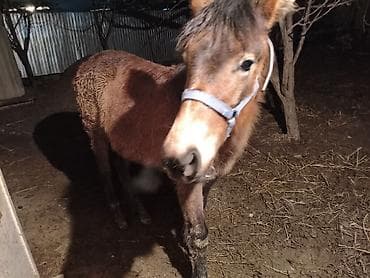 Птицы: Продаю | Жеребенок | Полукровка | Для разведения — 1