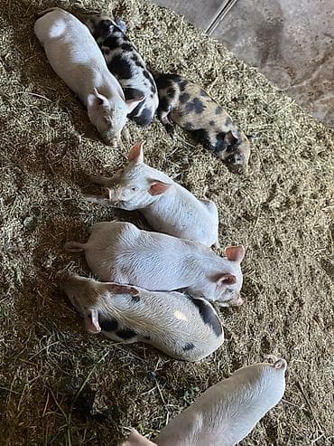 Айыл-чарба жаныбарлары: Сатам | Торопой | Көбөйтүү үчүн — 2