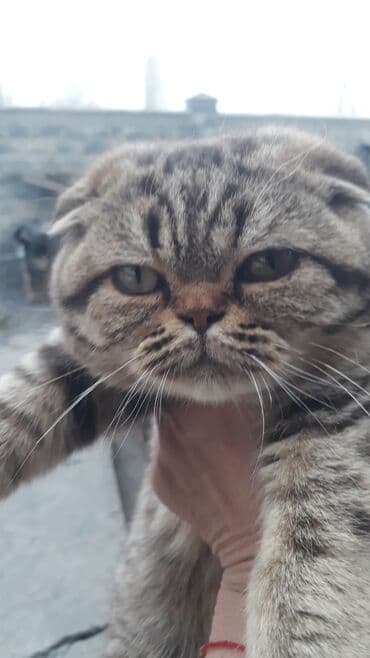 куда можно отдать кошку в бишкеке: Продаются шотландские котята,вакцину пооучили,проглистованы,мальчик и — 4