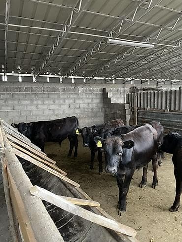 живой форел: Продаю | Бык (самец), Музоо, торпок | Ангус, Шароле | На откорм | Искусственник — 2