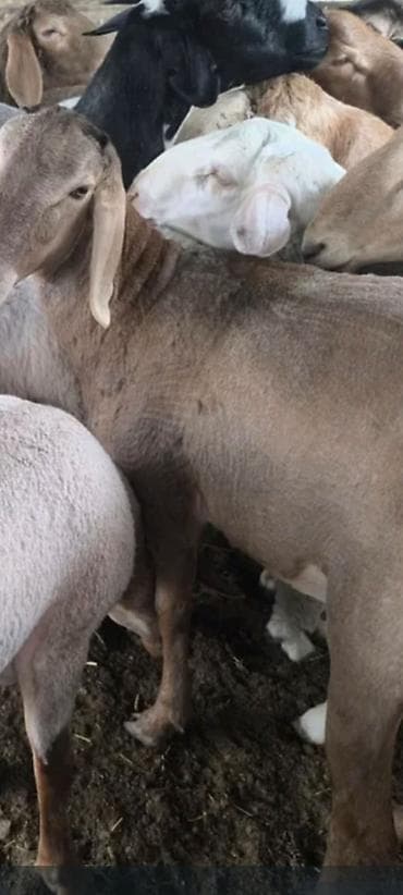 дорпер баран купить: Продаю | Овца (самка) | Для разведения | Ярка — 8