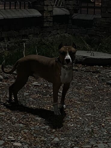 золотистый ретривер цена бишкек: Амстафф, 1 месяц, Самка — 12