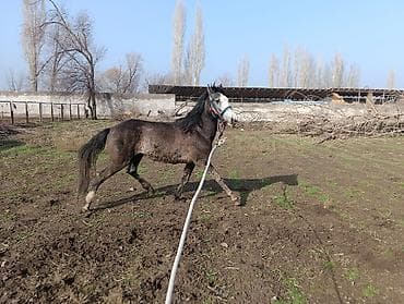 лошадь ат: Продаю | Жеребец | Конный спорт — 1