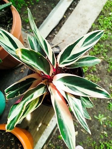 семена джусай: .Строманта кроваво-красная «Триостар» (Stromanthe sanguinea — 6