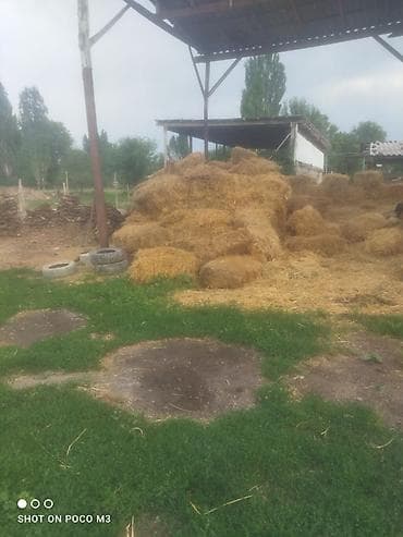 ат баши: Солома в тюках/кирпичах - Злаковая солома, спрессована в — 3