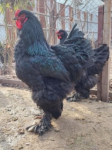 цыплята брама кохинхин: Продаю | Куры | Брама | Для разведения — 10