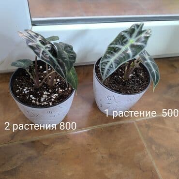 купить саженцы голубики 3 года: Цветы комнатные растения, Алоказия Полли, продаются укоренённые детки — 2