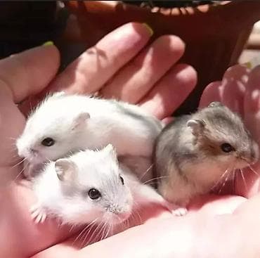Хомяки: Продаются хомячки сирийские, ангорские пушистые хомячки, джунгарские — 6