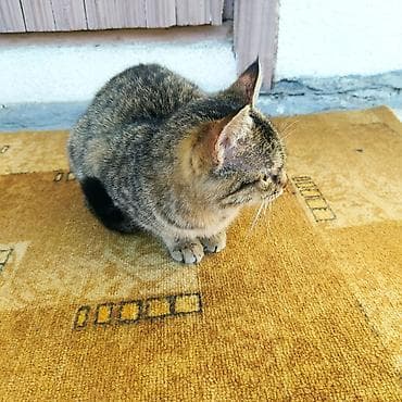 Отдам даром кошку: 6 месяцев, Девочка, Приучена к лотку, Проглистована — 4