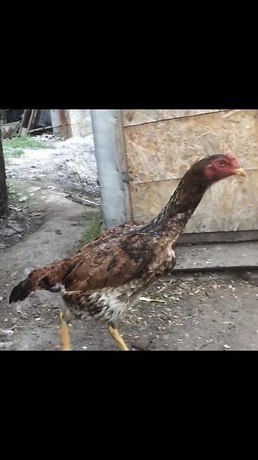 цеплята бройлер: Продаю | Куры | Бойцовая | Для разведения — 2