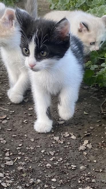 кошка шотланская: Отдам котят в добрые руки 🐾 Ищем заботливых хозяев для трёх — 4