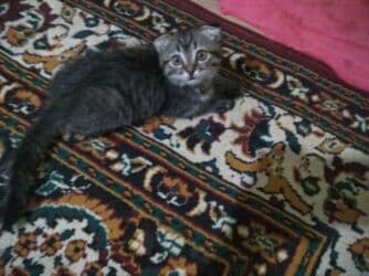 цена шотландского вислоухого кота: Скотиш Фолд (Шотландская вислоухая), 3 месяца, Мальчик, Биколор, Приучена к лотку, Проглистована — 8