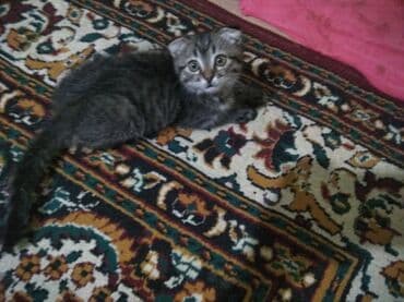 британская вислоухая кошка: 3 месяца, Мальчик, Серый, Приучена к лотку — 1