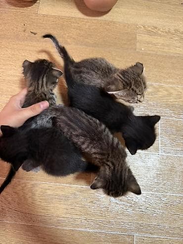 cat sofa: Скотиш Фолд (Шотландская вислоухая), 1 месяц, Мальчик, Золотая шиншилла, Приучена к лотку — 4