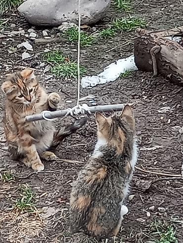 Отдам даром кошку: Котята разные,к лотку приучены .Хотелось бы пристроить в добрые и — 9