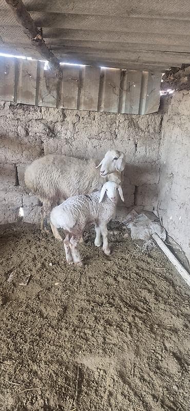кара балта животные: Продаю | Овца (самка), Ягненок, Баран (самец) — 5