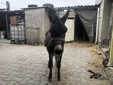 кобыла бее: Осёл, тёмно‑серый, компактного роста. - Спокойный характер, ходит на — 3