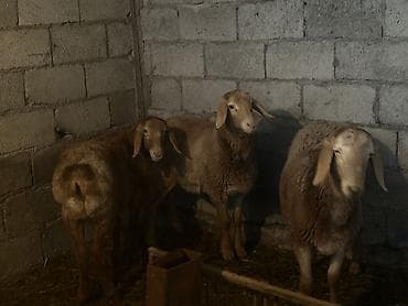 бычки токмак: Продаю | Овца (самка) | Для разведения | Ярка — 2