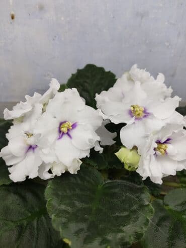 мясо доставка: Сортовые фиалкидетки,листовые черенки — 1